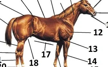 Quiz Chevaux