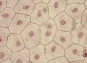 Quiz La mitose d'une cellule, niveau 1re S