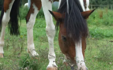 Quiz Chevaux