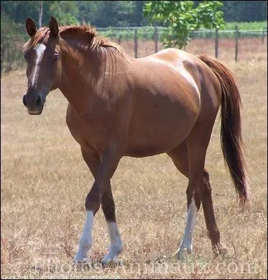 Quelle est la race de ce cheval ?