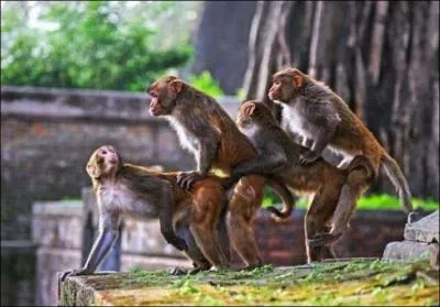 Et oui, même dans le monde animal, ce péché existe !