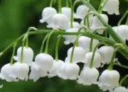 Quiz Voici du muguet !