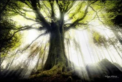 Quel est l'autre nom de la forêt de Brocéliande, en Bretagne ?