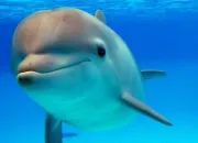 Quiz Les dauphins