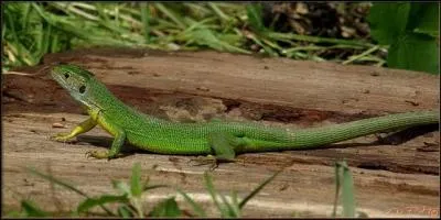 En pleine nature, quelle taille le lézard vert peut-il atteindre ?