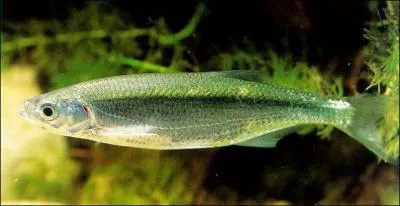 Poisson d'eau douce, à dos vert et à ventre argenté. (Lire attentivement la consigne.)