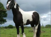 Quiz La robe de ce cheval