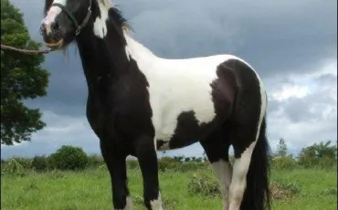 Quiz Chevaux