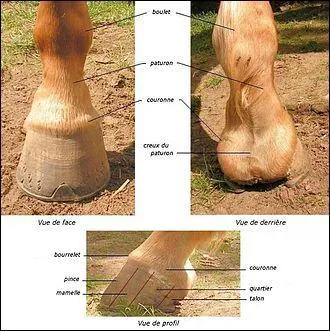 Quel est l'intrus entre les trois propositions sur les membres d'un cheval ?