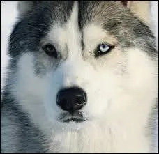 Quelle est la race de ce chien ?