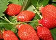 Quiz Quiz'envie de fraises