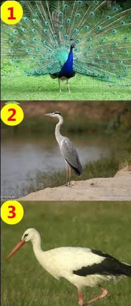 Si je vous dis : "The stork." Quel est le bon numéro ?