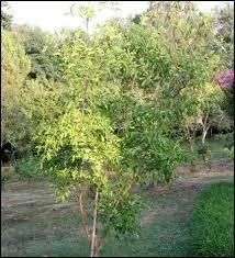 Les jujubiers sont des arbres appartenant à la famille des Rhamnacées.