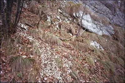 Faites-moi plaisir en retrouvant l'animal caché sur cette colline.