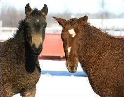 Le Curly est un cheval de selle :