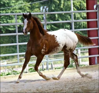 Sur quel pied galope ce cheval ?