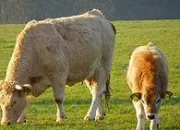 Quiz Les animaux de la ferme