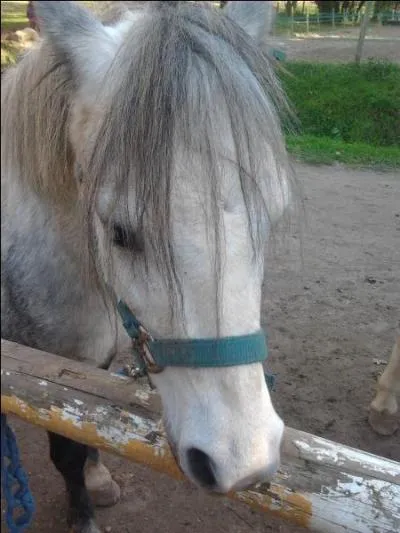 Quelle est la race de ce poney ?