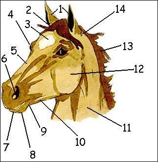 Quiz Galop 3 (Le membre antérieur) - Equitation
