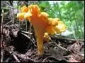 La chanterelle est un champignon, mais c'est aussi la corde la plus aiguë des instruments à cordes.