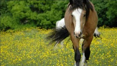 Quelle est la femelle du cheval ?