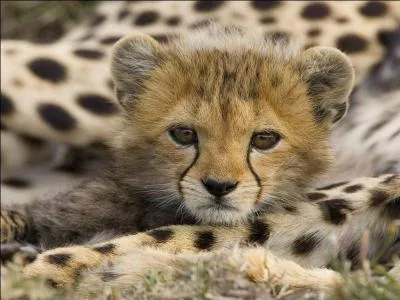 Puisque tu aimes les animaux, retrouve le nom de ce bébé félin !