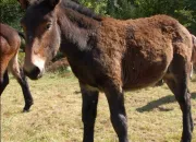 Quiz Les croisements des animaux