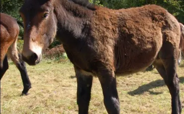 Quiz Animaux