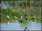 Où est située la Petite Camargue alsacienne, la plus grande réserve naturelle de la région, qui s'étend sur 900 hactares ?