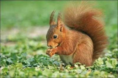 Que mange l'écureuil ?