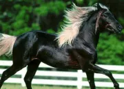 Quiz Les origines des races de chevaux !