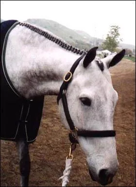 Le cheval a la crinire tresse. Qu'est-ce que c'est ?