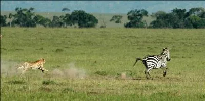 Quel est l'animal terrestre le plus rapide du monde ?