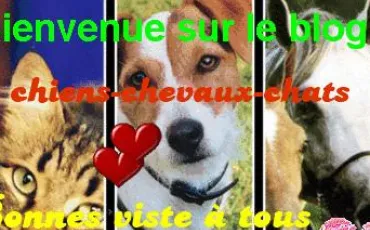 Quiz Races de chiens