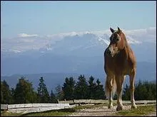 Le Haflinger vient...