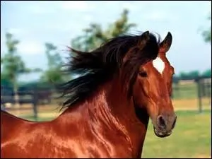 Quelle est la robe de ce magnifique cheval ?