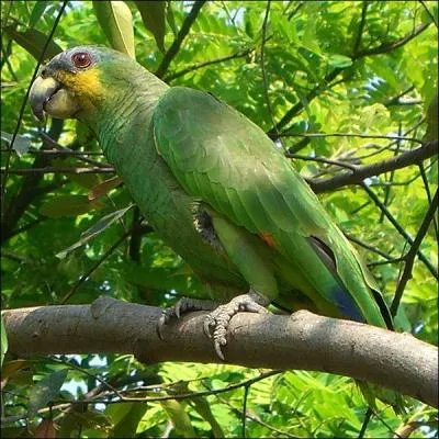 Cet oiseau est un perroquet.