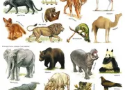 Quiz Le cri des z'animaux