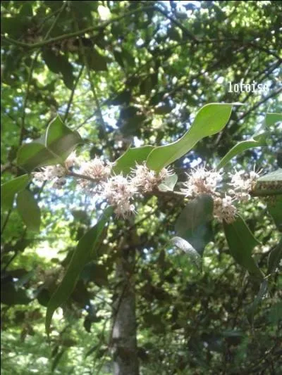 Ces belles fleurs sont celle du houx pendant le joli mois de mai.