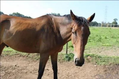 Quelle est la robe de ce poney ?