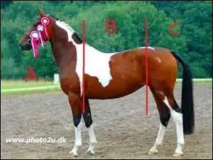 Comment s'appelle cette partie du corps d'un cheval ? (partie B)