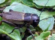 Quiz Animaux de nos jardins