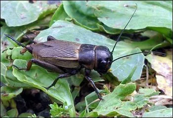 Il appartient à la famille des gryllidae, il égaie nos soirées d'été par son chant qu'il produit grâce à ses organes ... .