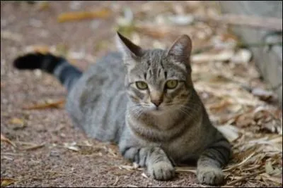 Qui est le frère de Tempête de Sable ?