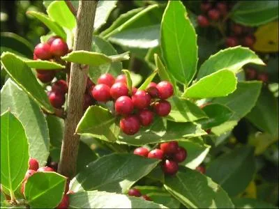 Arbuste méditerranéen à fleurs jaunes, dont les baies rouges qui virent au noir lors de leur maturation sont toxiques :