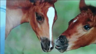 Quelle est cette partie du cheval ?