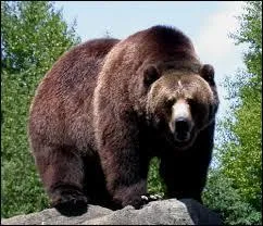 Sur quel continent le Grizzly vit-il ?