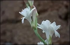 Le préfixe annoncé en descriptif plus cette fleur en association cela vous donne le nom d'un appareil.