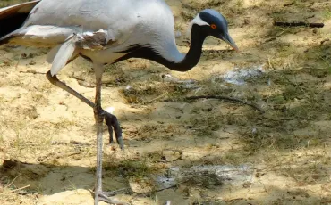 Quiz Animaux