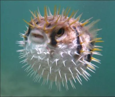 Quel est l'autre nom du poisson-globe ?